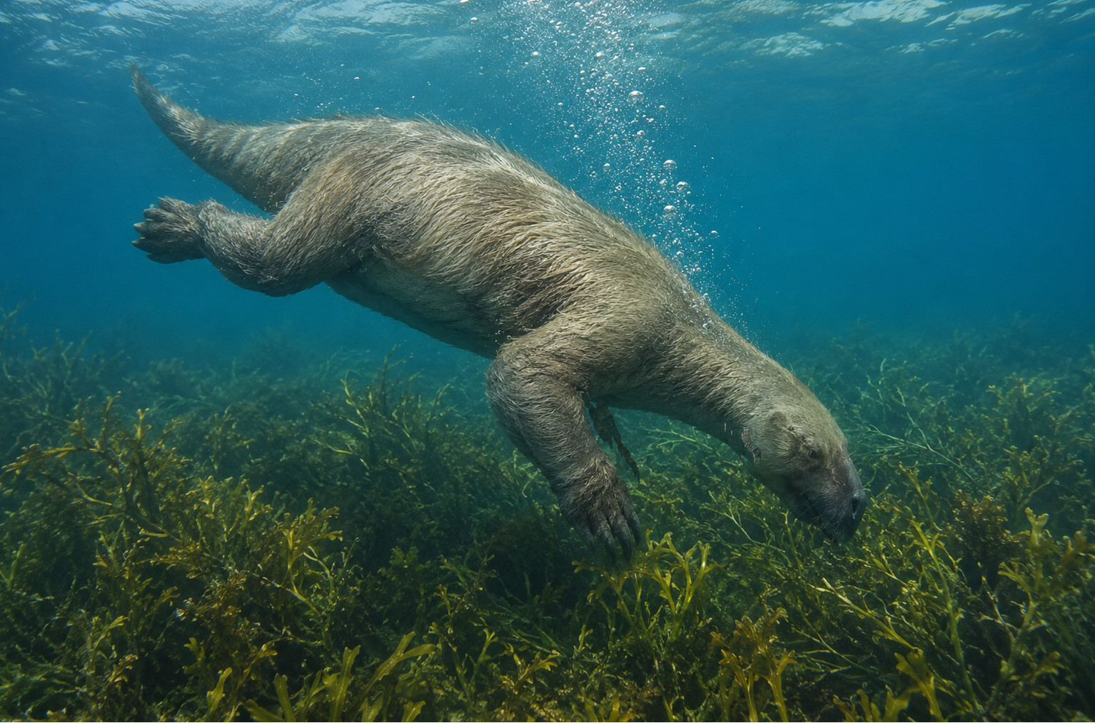 Thalassocnus diving