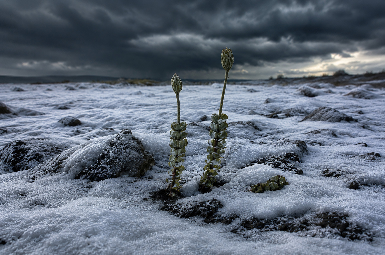 A plant in the snow